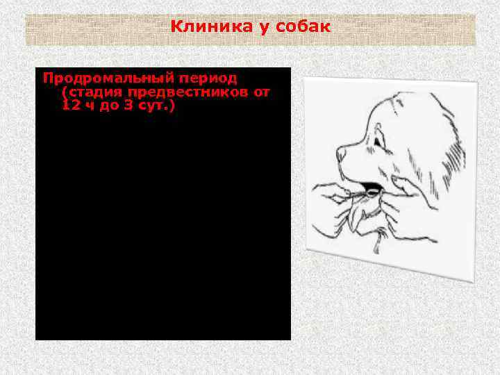 Клиника у собак Продромальный период (стадия предвестников от 12 ч до 3 сут. )
