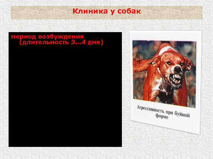 Клиника у собак период возбуждения (длительность 3. . . 4 дня) - нарастает агрессивность;