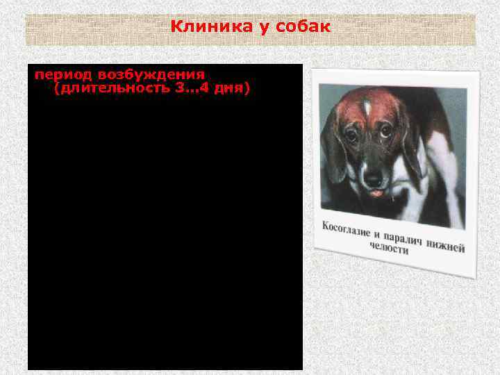 Клиника у собак период возбуждения (длительность 3. . . 4 дня) Развиваются параличи отдельных