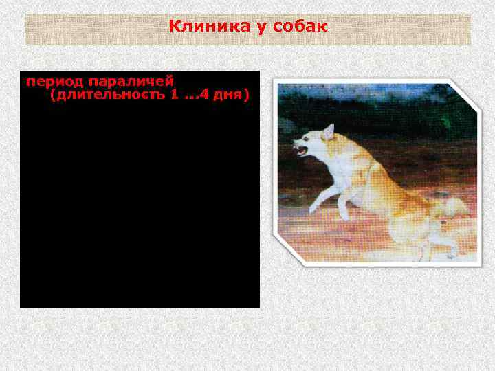 Клиника у собак период параличей (длительность 1. . . 4 дня) Паралич задних конечностей,