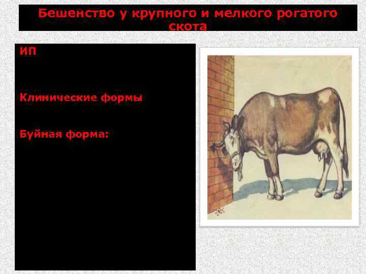 Бешенство у крупного и мелкого рогатого скота ИП более 2 мес (часто от 15