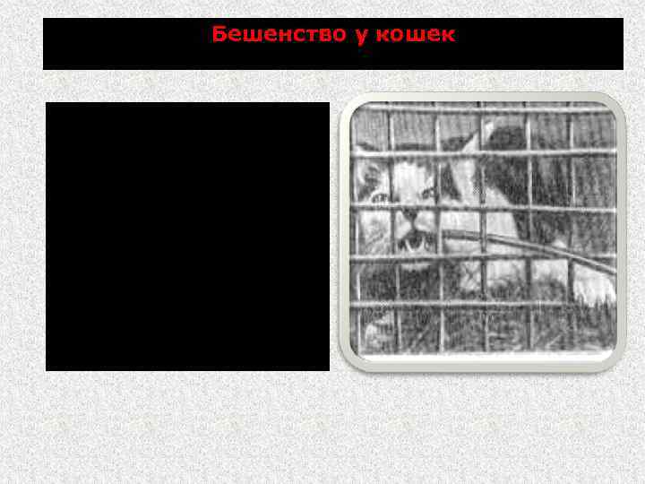 Бешенство у кошек Клинические признаки как и у собак. Болезнь протекает преимущественно в буйной