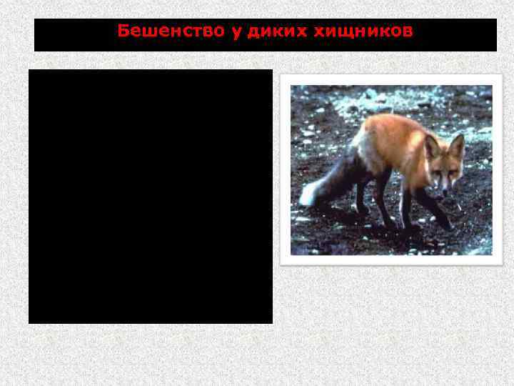 Бешенство у диких хищников У лисиц необычное поведение: теряют чувство страха перед человеком, забредают