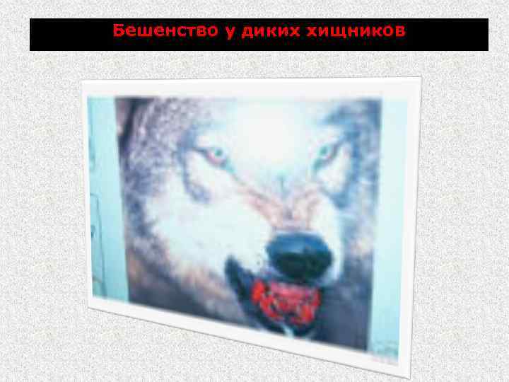 Бешенство у диких хищников 