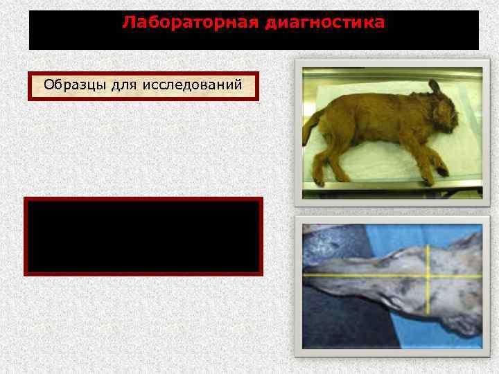 Лабораторная диагностика Образцы для исследований Труп мелкого животного Голова крупного животного 