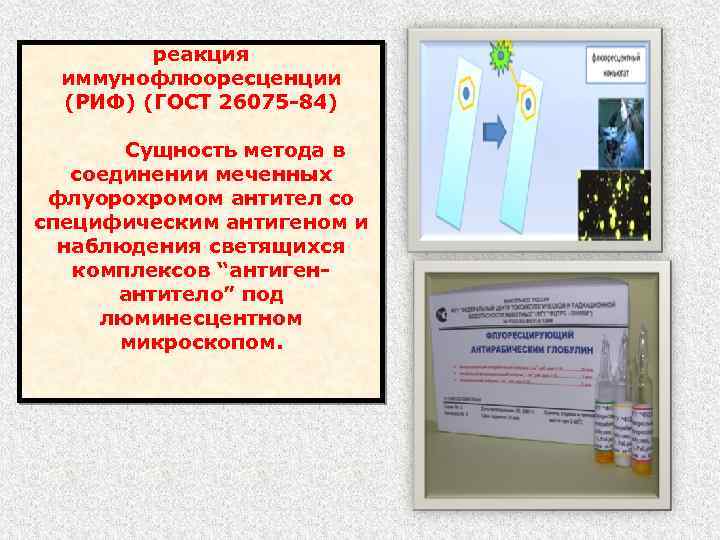 реакция иммунофлюоресценции (РИФ) (ГОСТ 26075 -84) Сущность метода в соединении меченных флуорохромом антител со