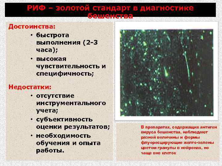 РИФ – золотой стандарт в диагностике бешенства Достоинства: • быстрота выполнения (2 -3 часа);