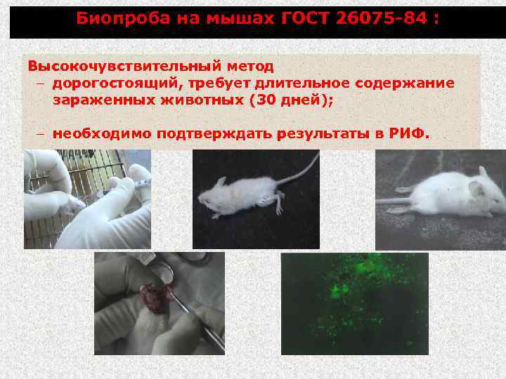 Биопроба на мышах ГОСТ 26075 -84 : Высокочувствительный метод – дорогостоящий, требует длительное содержание