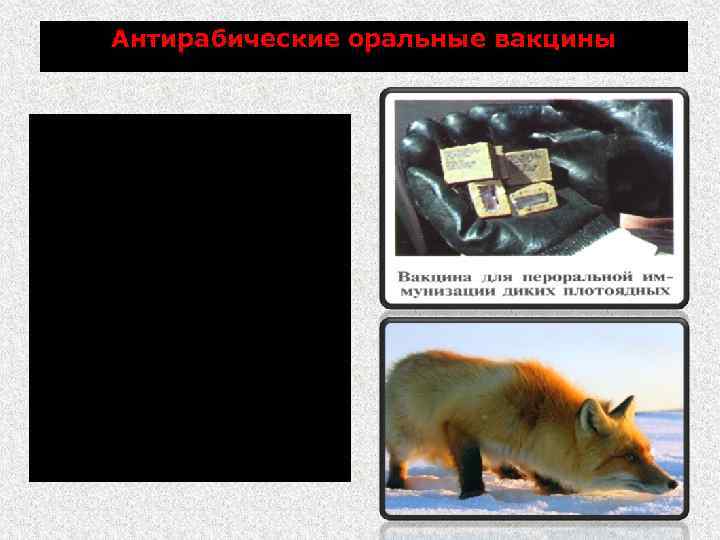 Антирабические оральные вакцины Для пероральной вакцинации диких и бродячих животных разработаны методы вакцинации, основанные