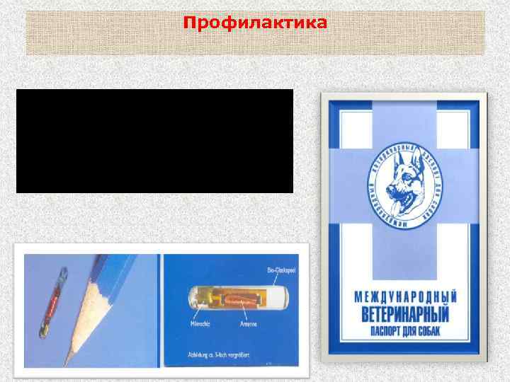 Профилактика Ежегодная регистрация и перерегистрация собак, контроль за соблюдением правил их содержания 