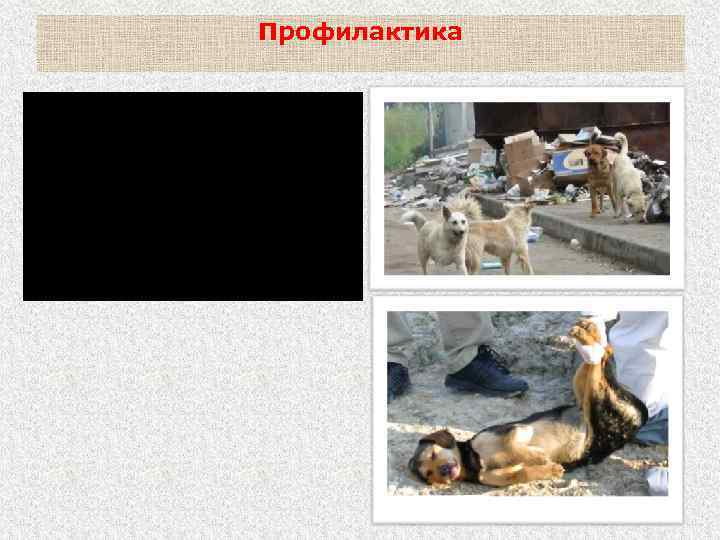 Профилактика отлов бродячих собак и кошек. Создание приютов. 