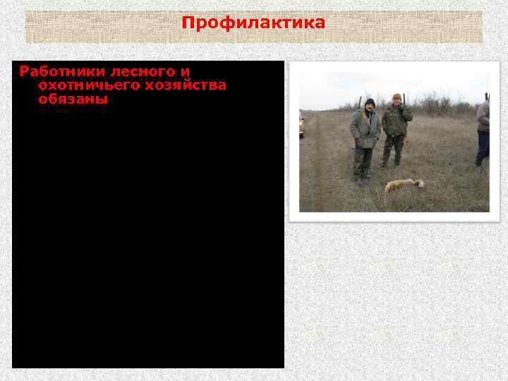 Профилактика Работники лесного и охотничьего хозяйства обязаны: - сообщать о подозрении на бешенство у