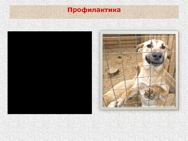 Профилактика Покусавшие людей или животных собаки и кошки и другие животные (кроме явно больных