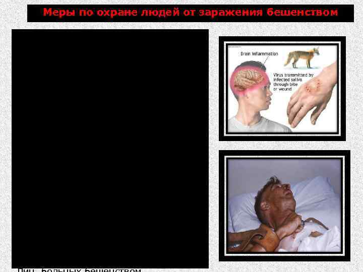 Меры по охране людей от заражения бешенством Лица, которые подвергаются опасности заражения (лабораторный персонал,