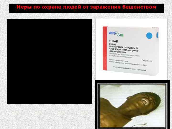 Меры по охране людей от заражения бешенством КОКАВ (сокращение название: концентрированная культуральная антирабическая вакцина).