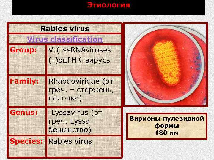 Этиология Rabies virus Virus classification Group: V: (-ss. RNAviruses (-)оц. РНК-вирусы Family: Rhabdoviridae (от
