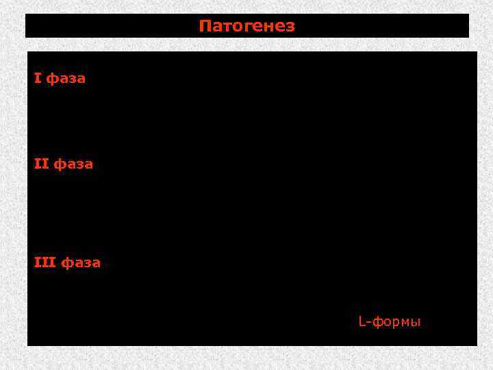 Патогенез В ИП различают три фазы: I фаза (первичная, регионарная): соответствует ИП болезни бруцеллы