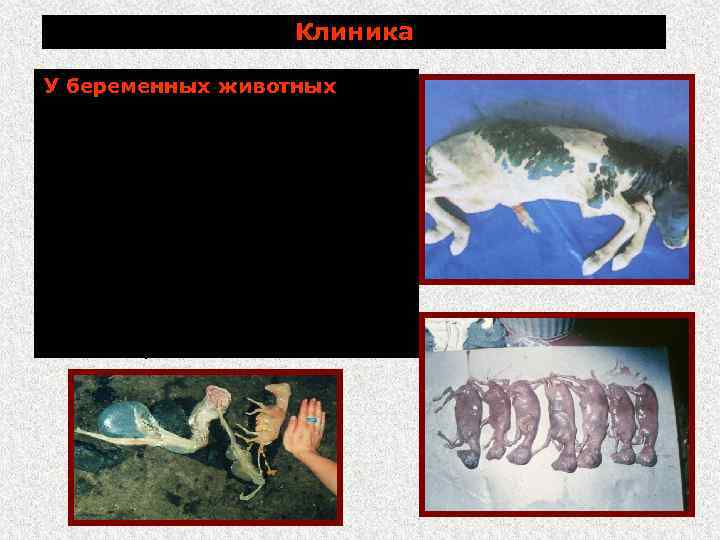 Клиника У беременных животных аборты во второй половине беременности: у коров чаще на 8