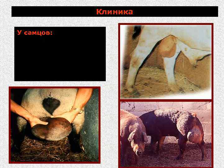 Клиника У самцов: орхиты и эпидидимиты; увеличение семенников и опухание мошонки 