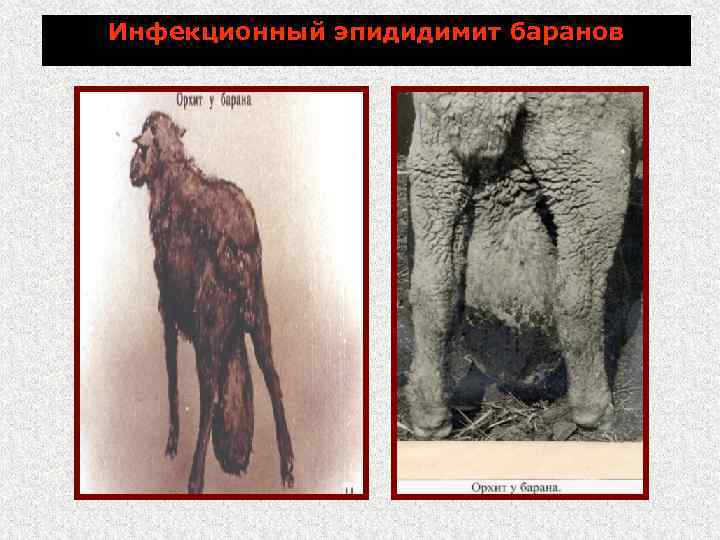 Инфекционный эпидидимит баранов 