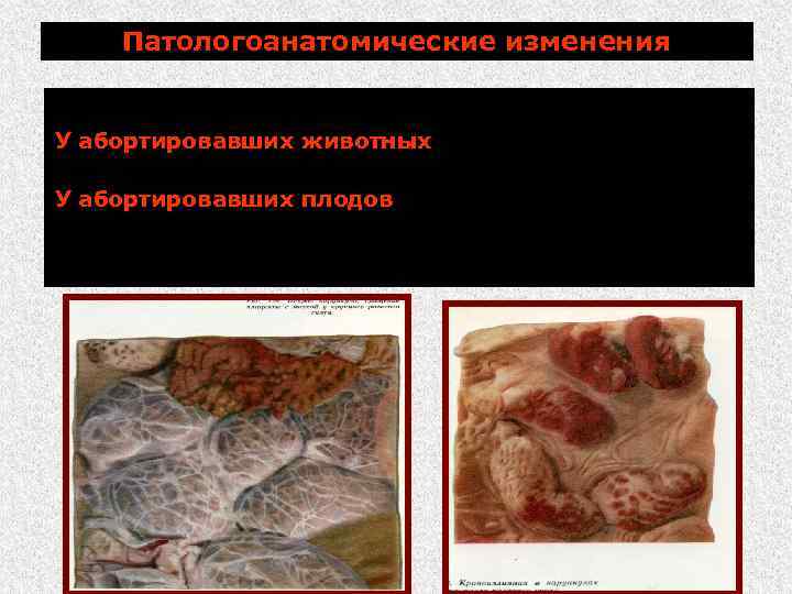 Патологоанатомические изменения Не характерны. У абортировавших животных плодные оболочки набухшие, покрыты хлопьями фибрина и