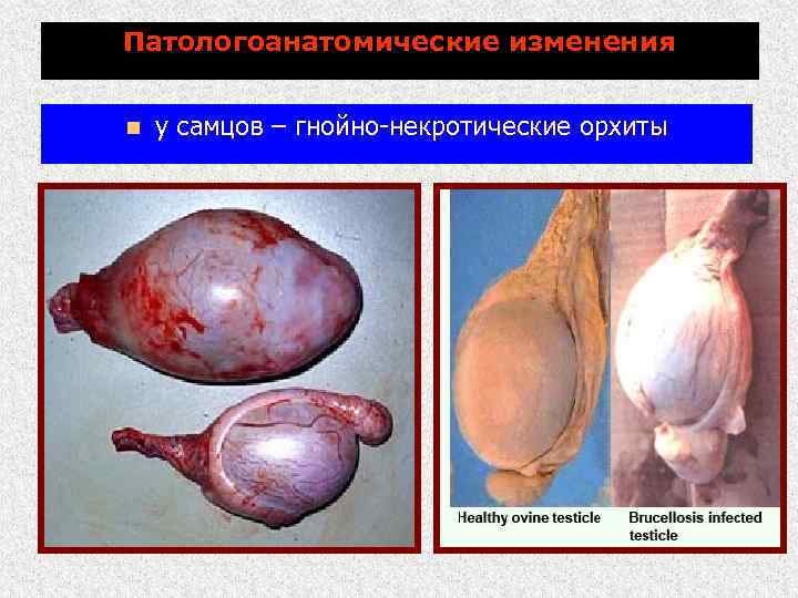 Патологоанатомические изменения n у самцов – гнойно-некротические орхиты 