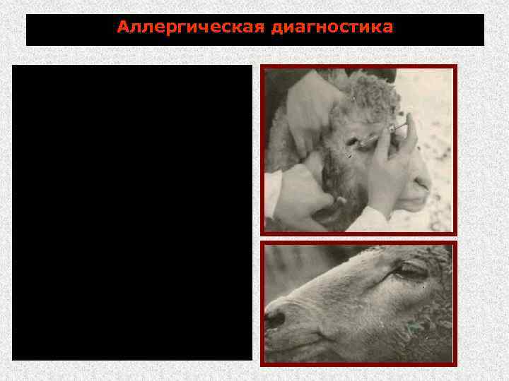 Аллергическая диагностика Для аллергической диагностики используют бруцеллин ВИЭВ, изготовляемый из неагглютиногенного и авирулентного штамма