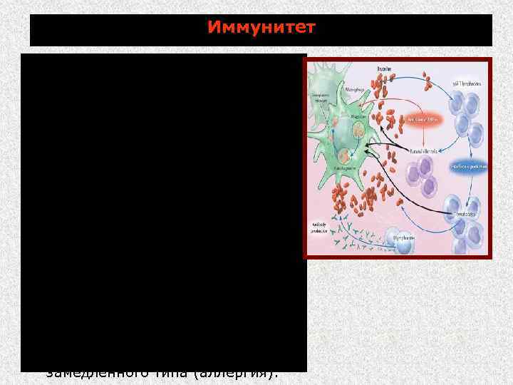 Иммунитет при бруцеллезе относительно напряженный и формируется медленно. Иммунитет при бруцеллезе клеточный и обеспечивается
