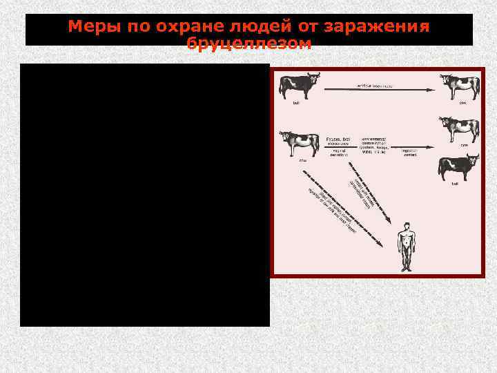 Меры по охране людей от заражения бруцеллезом Заражение человека бруцеллезом: контактный путь – больные