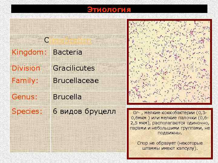 Этиология Classification Kingdom: Bacteria Division Gracilicutes Family: Brucellaceae Genus: Brucella Species: 6 видов бруцелл