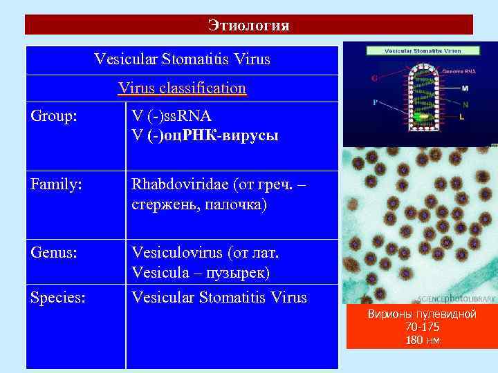 Этиология Vesicular Stomatitis Virus classification Group: V (-)ss. RNA V (-)оц. РНК-вирусы Family: Rhabdoviridae