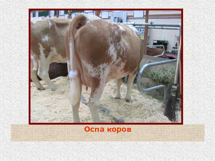 Оспа коров 
