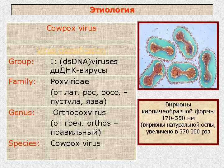 Этиология Cowpox virus Virus classification Group: I: (ds. DNA)viruses дц. ДНК-вирусы Family: Poxviridae (от