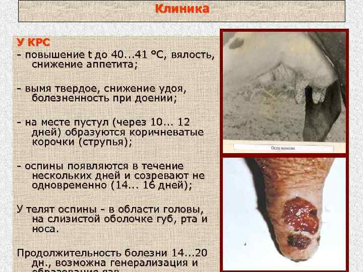 Клиника У КРС - повышение t до 40. . . 41 °С, вялость, снижение
