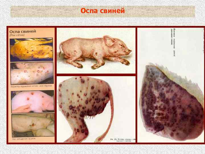 Оспа свиней 