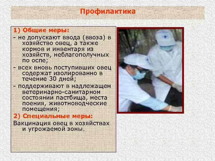 Профилактика 1) Общие меры: - не допускают ввода (ввоза) в хозяйство овец, а также