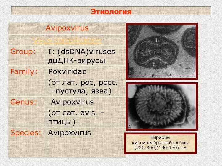 Этиология Avipoxvirus Virus classification Group: I: (ds. DNA)viruses дц. ДНК-вирусы Family: Poxviridae (от лат.