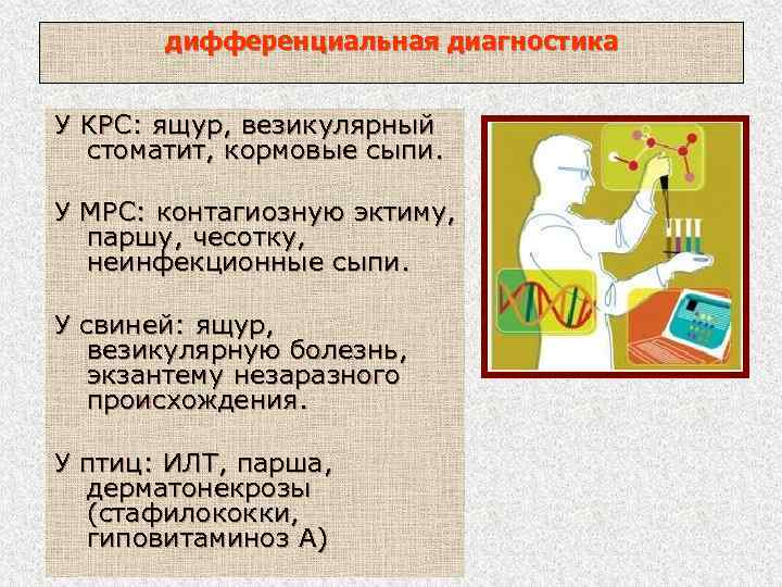 дифференциальная диагностика У КРС: ящур, везикулярный стоматит, кормовые сыпи. У МРС: контагиозную эктиму, паршу,