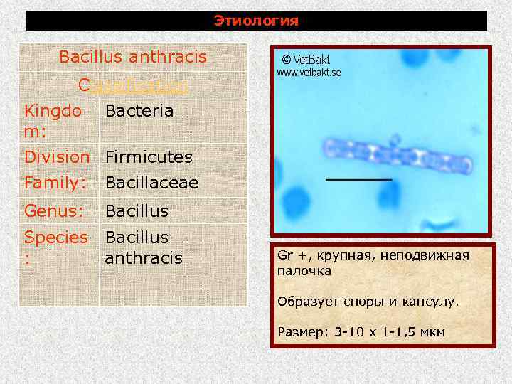 Этиология Bacillus anthracis Classification Kingdo Bacteria m: Division Firmicutes Family: Bacillaceae Genus: Bacillus Species