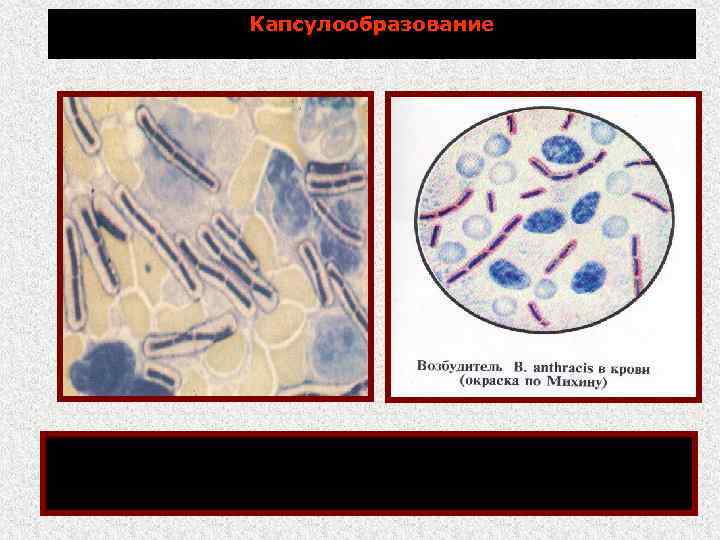 Капсулообразование В организме животных и человека, а также при росте на богатых белком искусственных