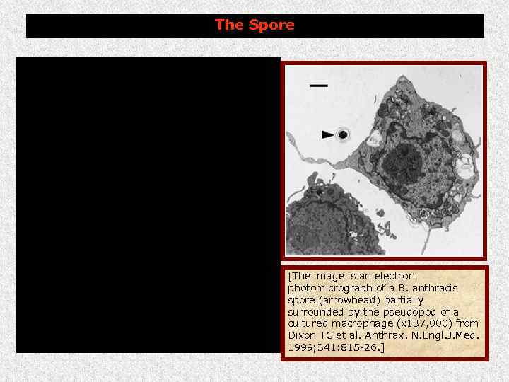 The Sporulation requires: Poor nutrient conditions Presence of oxygen Spores Very resistant Survive for