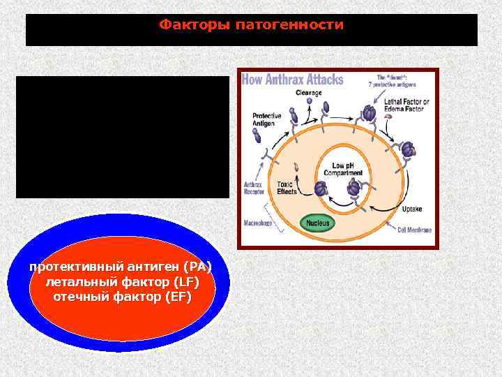 Факторы патогенности Наличие капсулы Токсин: в организме восприимчивых животных и человека продуцирует специфический экзотоксин,