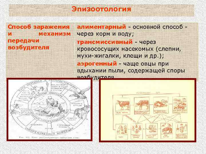 Эпизоотология Способ заражения и механизм передачи возбудителя алиментарный основной способ через корм и воду;