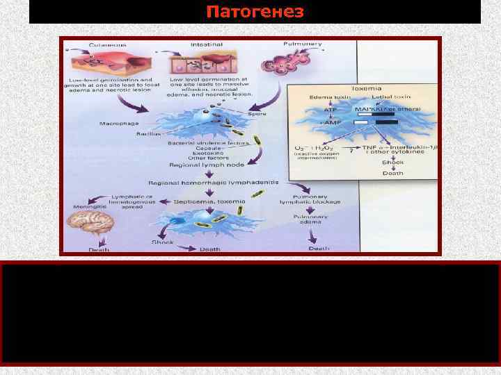 Патогенез Ворота инфекции: поврежденная кожа, слизистые оболочки пищеварительного тракта и дыхательных путей. При проникновении