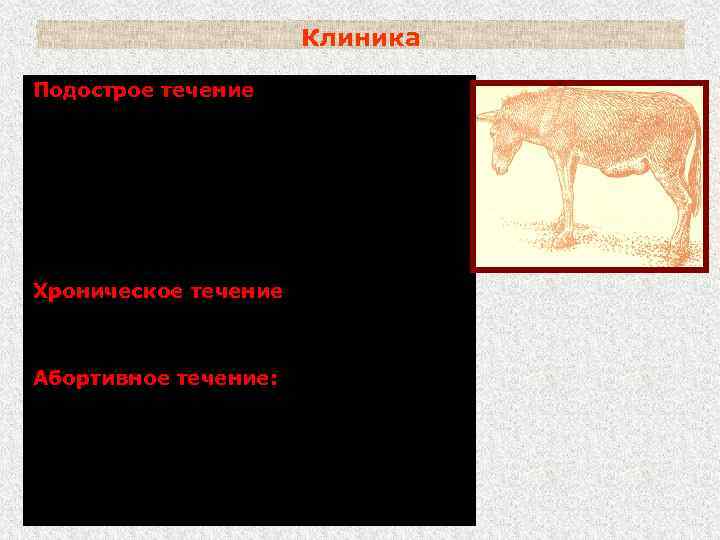 Клиника Подострое течение (чаще у лошадей): клиника та же, что и при остром течении,