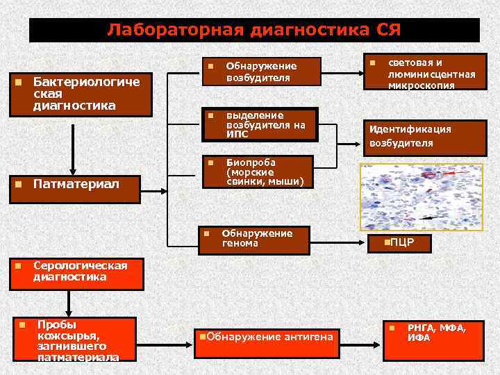 Лабораторная диагностика СЯ n n Бактериологиче ская диагностика Обнаружение возбудителя n выделение возбудителя на