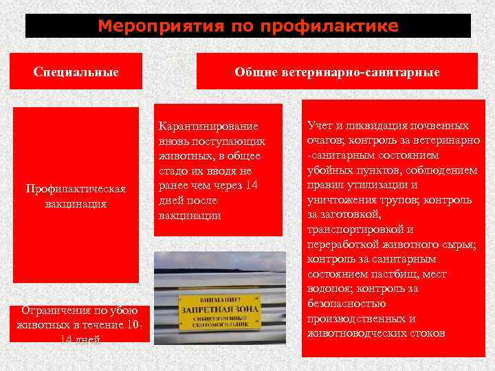 Мероприятия по профилактике Специальные Профилактическая вакцинация Ограничения по убою животных в течение 1014 дней