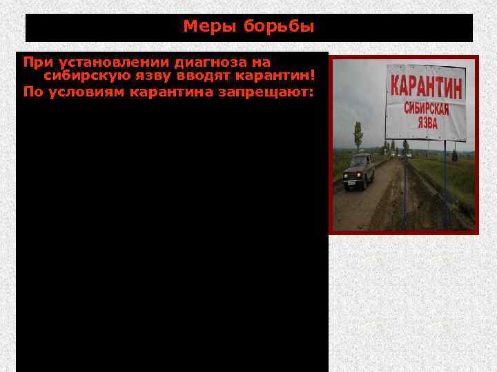 Меры борьбы При установлении диагноза на сибирскую язву вводят карантин! По условиям карантина запрещают: