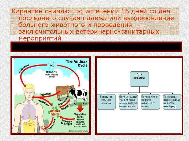 Карантин снимают по истечении 15 дней со дня последнего случая падежа или выздоровления больного