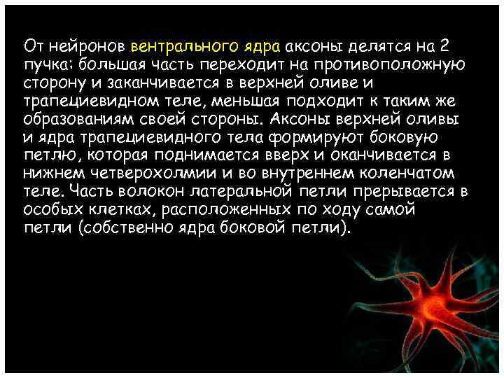 От нейронов вентрального ядра аксоны делятся на 2 пучка: большая часть переходит на противоположную